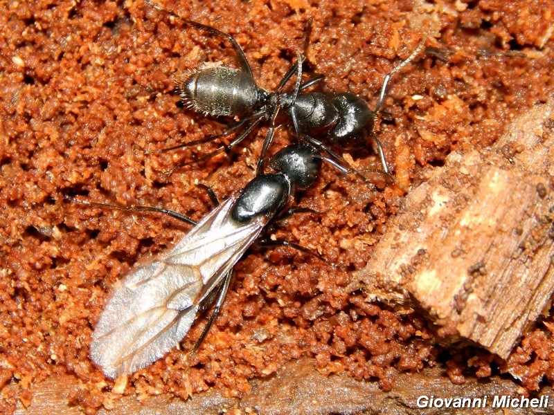 Formicona: Camponotus vagus